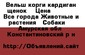 Вельш корги кардиган щенок  › Цена ­ 35 000 - Все города Животные и растения » Собаки   . Амурская обл.,Константиновский р-н